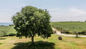 A tree in a grassy field with a stone wall and a gate. - Farmhouse in Montoro Near Montoro Castle (Narni)
