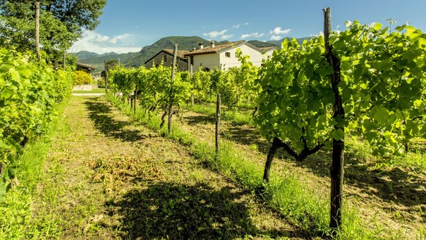 A vineyard with rows of grapevines, a path, and buildings in the background. - Belvilla by OYO Trilo Della Cascina (Salò)