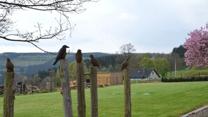 Fyra fåglar satt på trästolpar i en gräsklädd äng, med en byggnad och träd i bakgrunden.