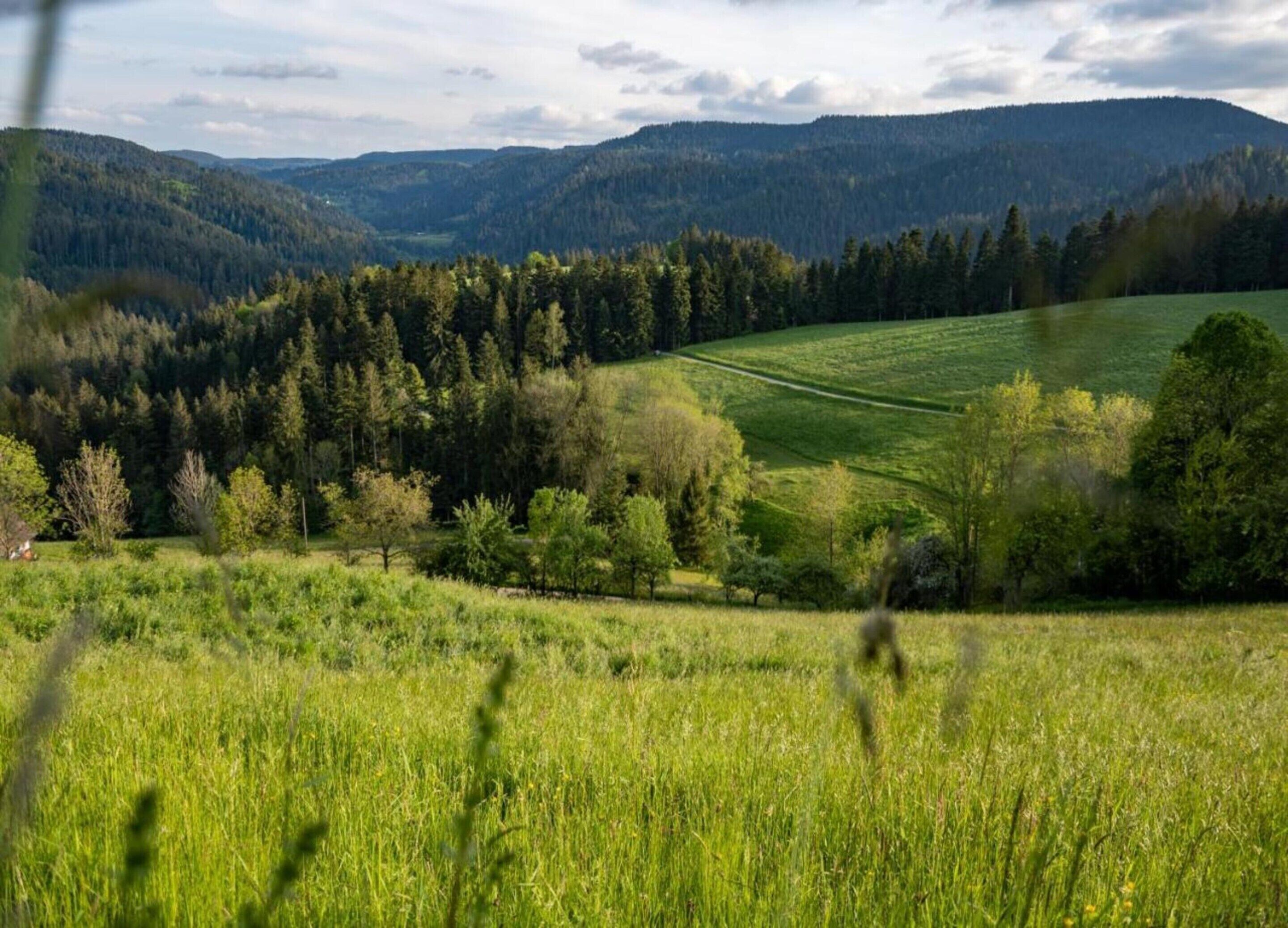 A panoramic view of a lush green valley with a forested hill in the background.
