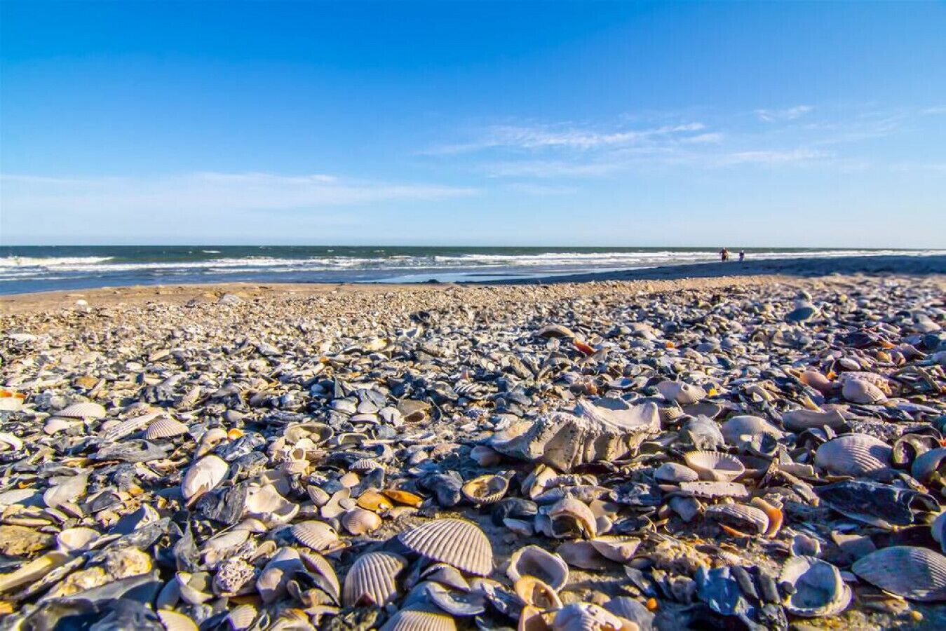 A beach with numerous seashells scattered across the sand.