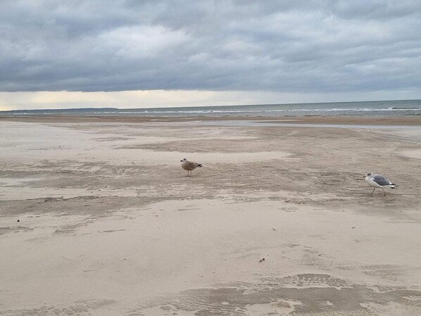A beach with two seagulls on the sand, waves in the background, and a cloudy sky.