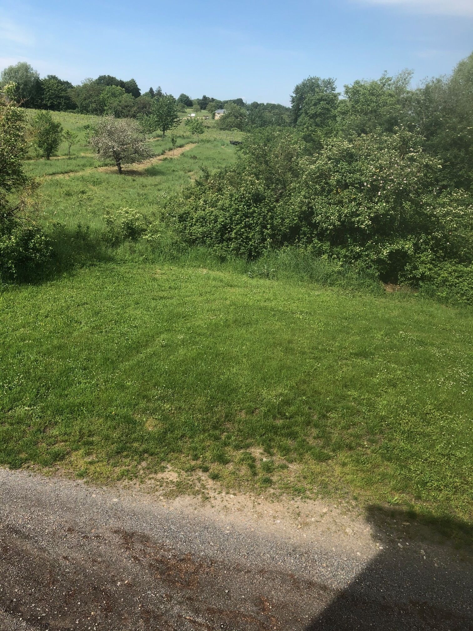 A rural landscape with a grassy field, trees, and a dirt path.