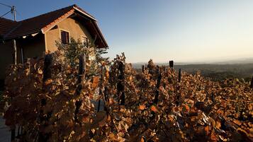 Vineyard