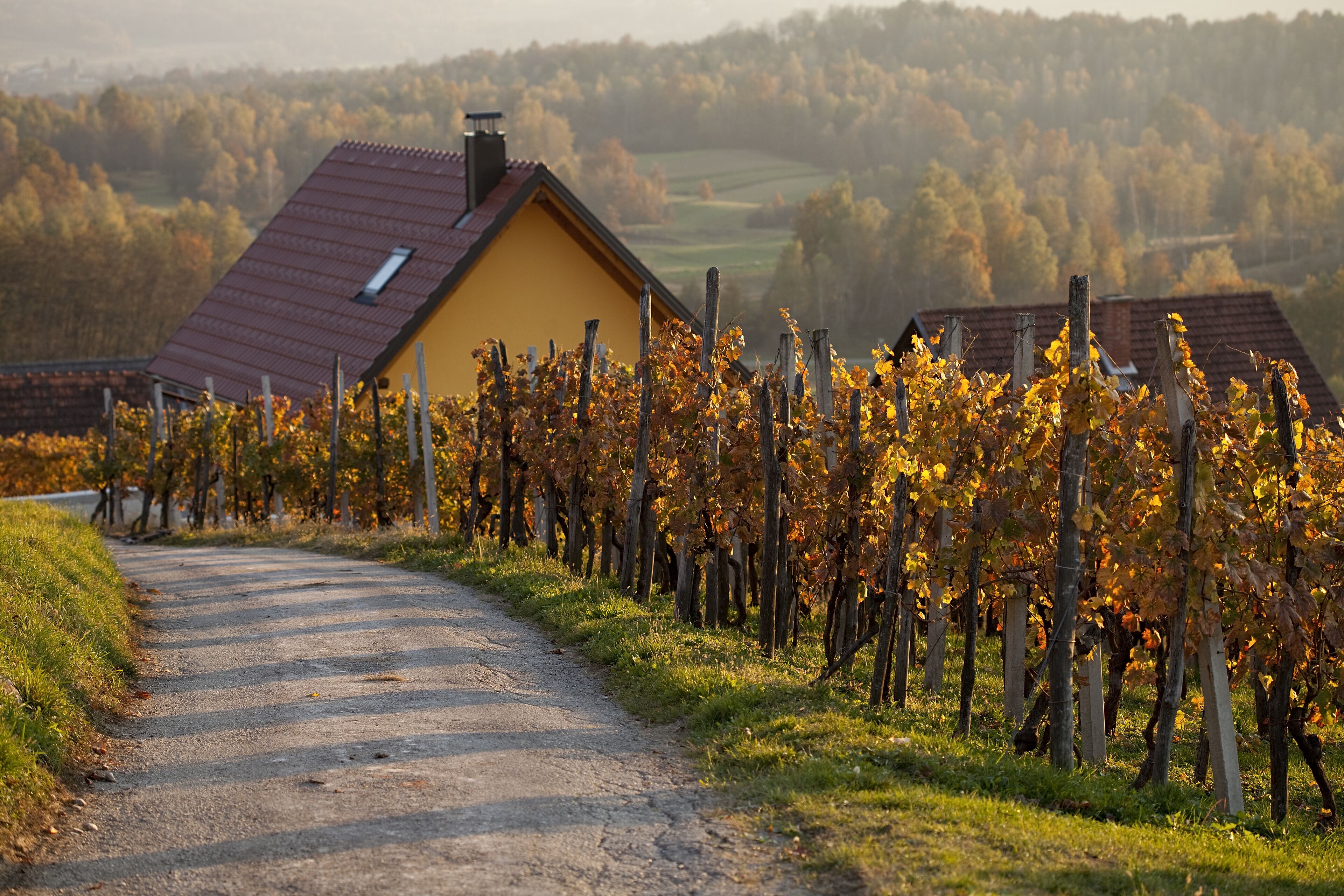 A rural road leading to a yellow building with a red roof, surrounded by grapevines.
