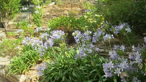 A garden with various plants and flowers, including purple and white blooms, and a stone wall in the background. - NEW: Air-conditioned apartment with wifi (Le Lavandou)