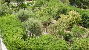 A lush garden with various types of greenery and trees.