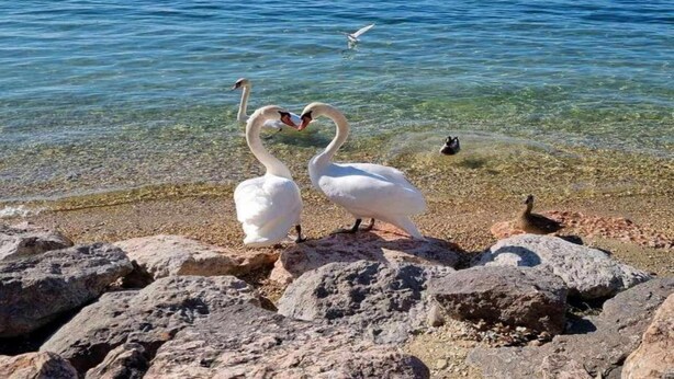 Two swans forming a heart shape on a rocky shoreline with clear water and mountains in the background. - Holiday Home in Lazise Near Lake Garda (Lazise)