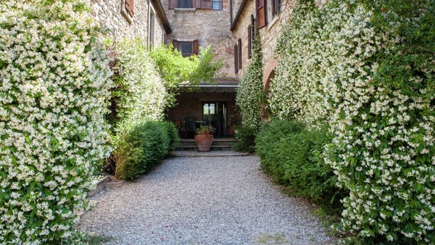 A narrow alleyway flanked by stone buildings with climbing plants. - Adorable Farmhouse in Asciano (Asciano)