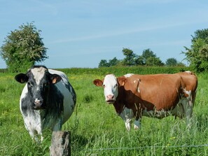 Cottage | View from property