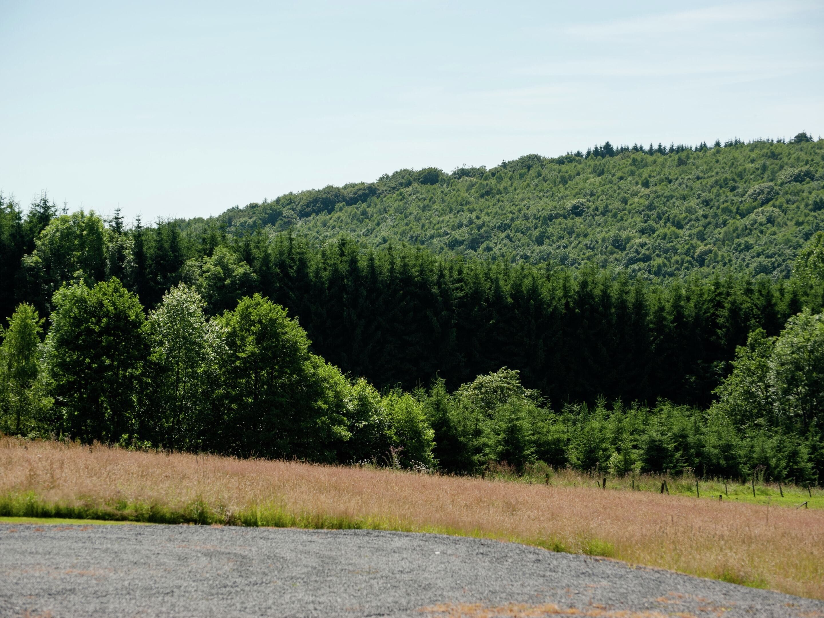 A natural landscape with a forested hill and a gravel road.