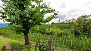 A vineyard with rows of grapevines, a wooden fence, and a tree with red flowers.