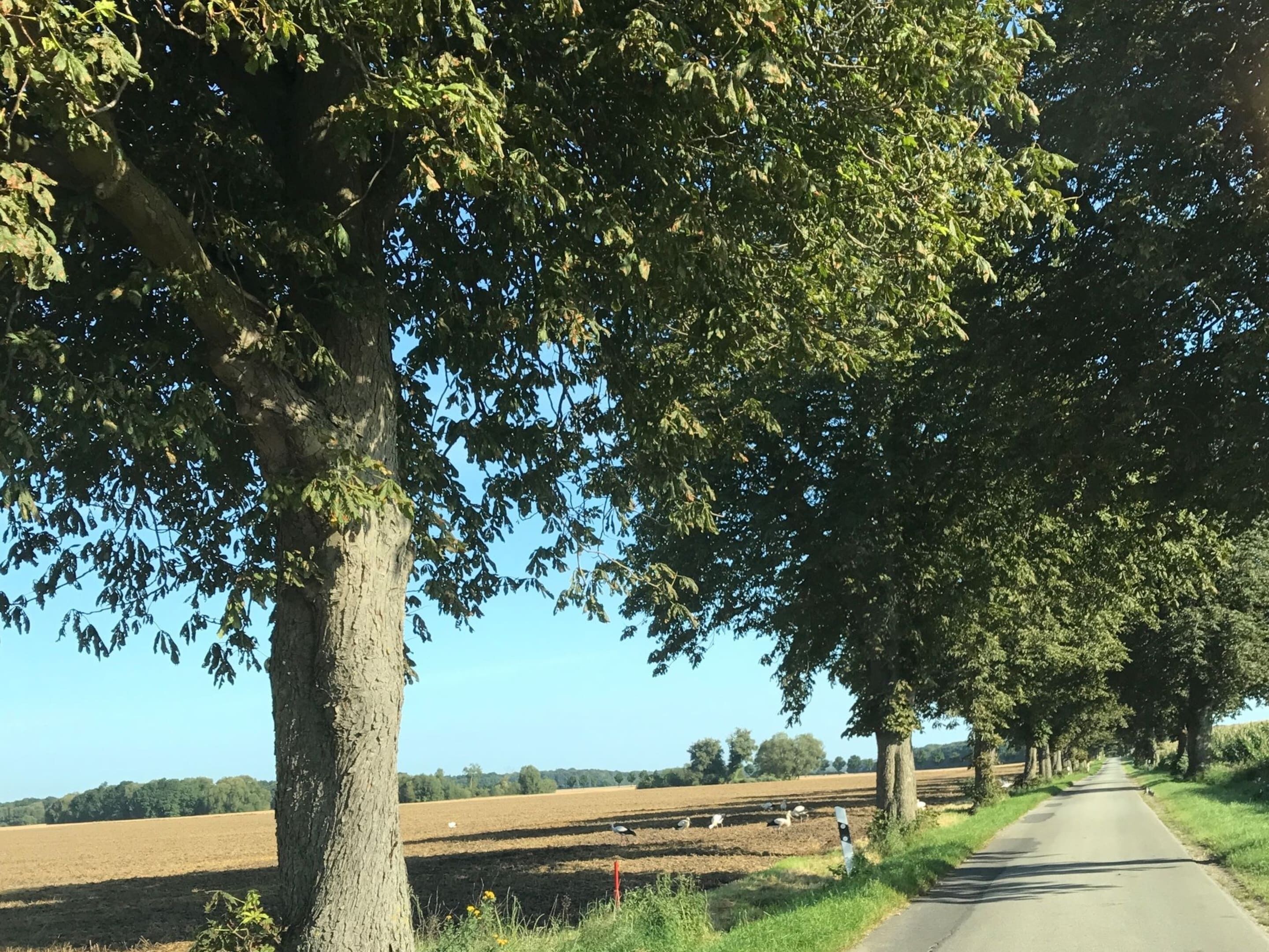 A rural road lined with trees and fields.