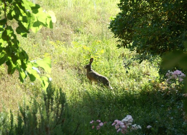 A rabbit in a grassy field with dense foliage and flowering plants. - Holiday Home in Dicomano (Dicomano)