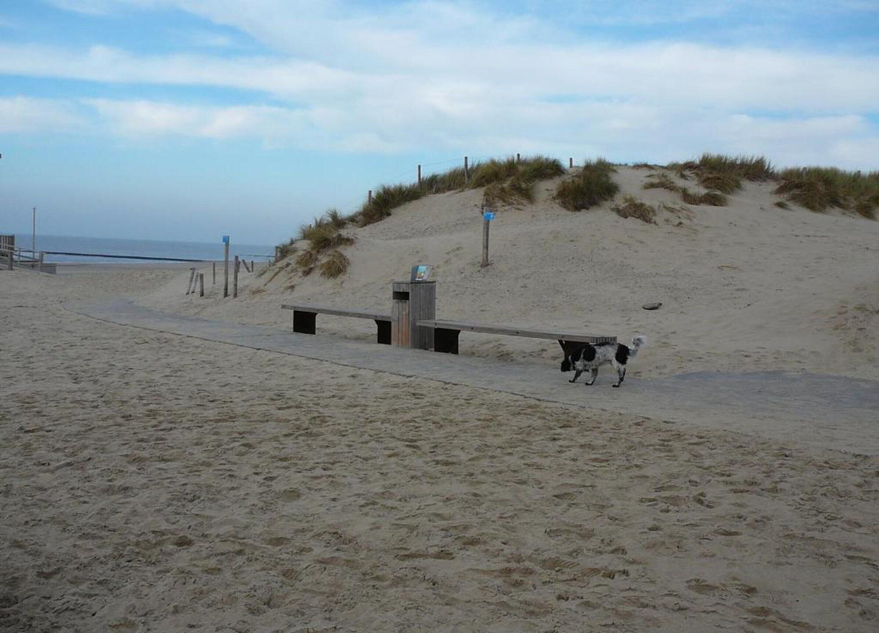 Une plage de sable avec un banc en bois et un chien qui se promène.
