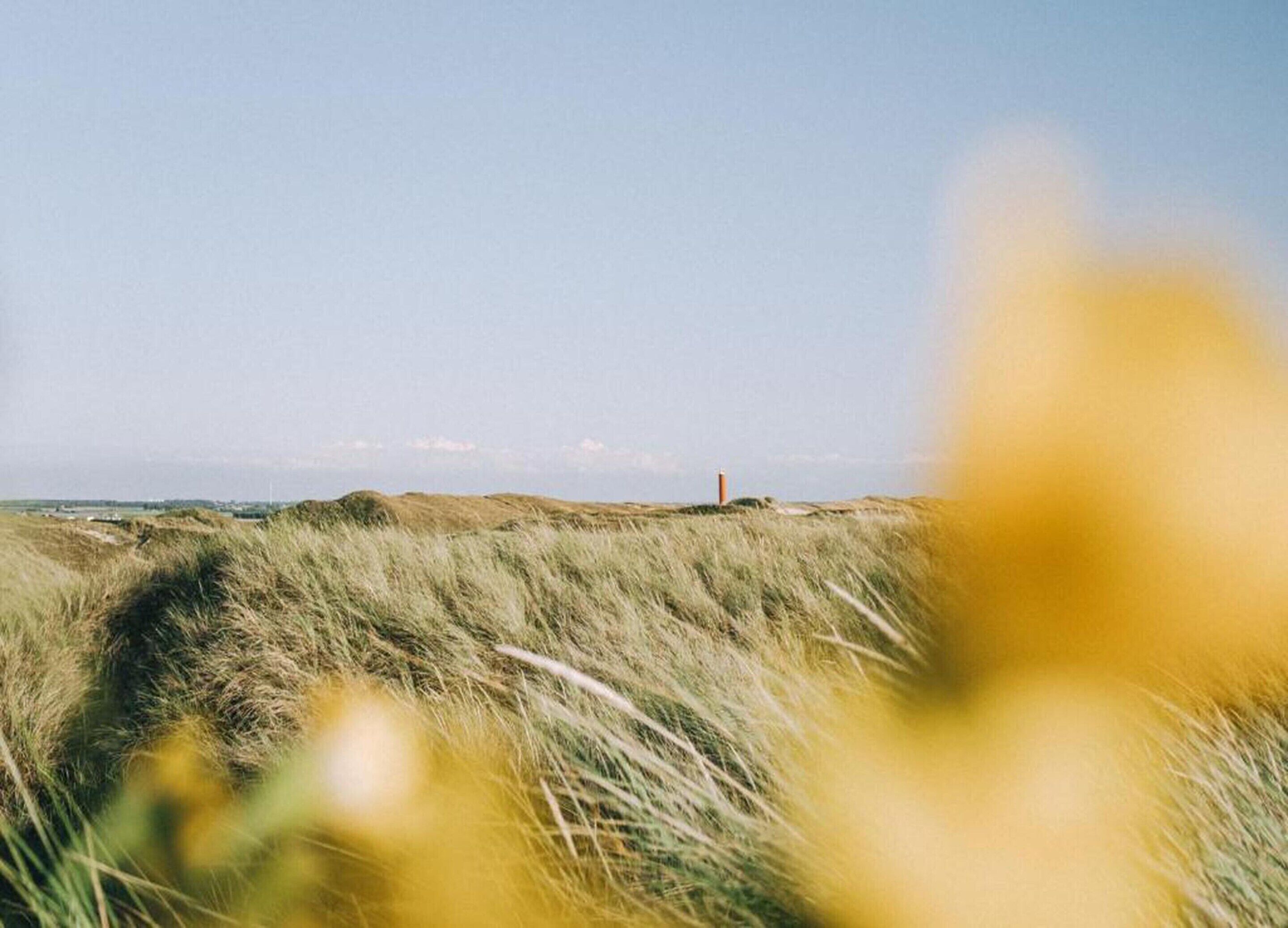 A coastal landscape with dunes and a lighthouse in the distance.