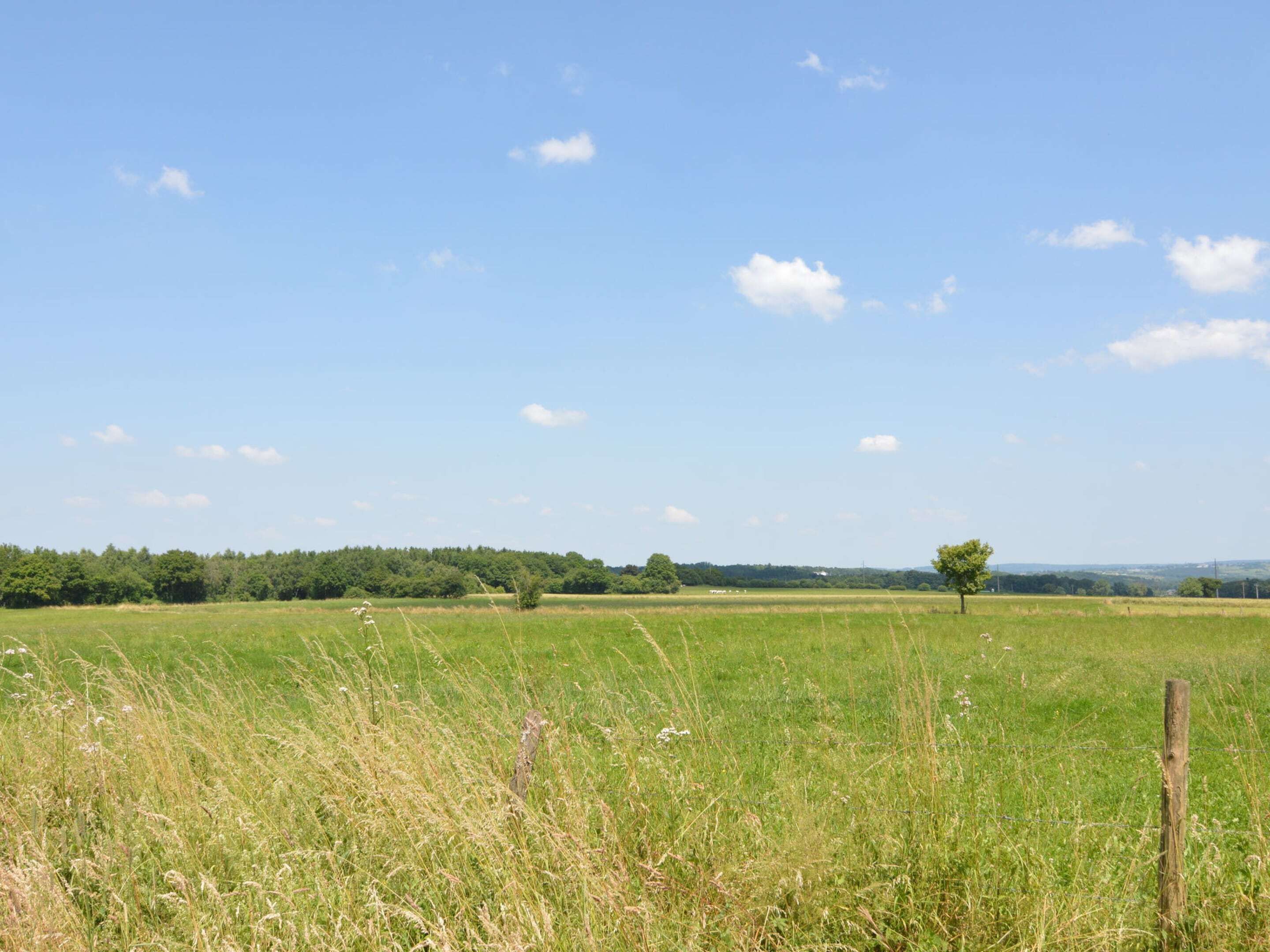 Ein weites Feld mit einem einzelnen Baum und einem Holzpfosten im Vordergrund.