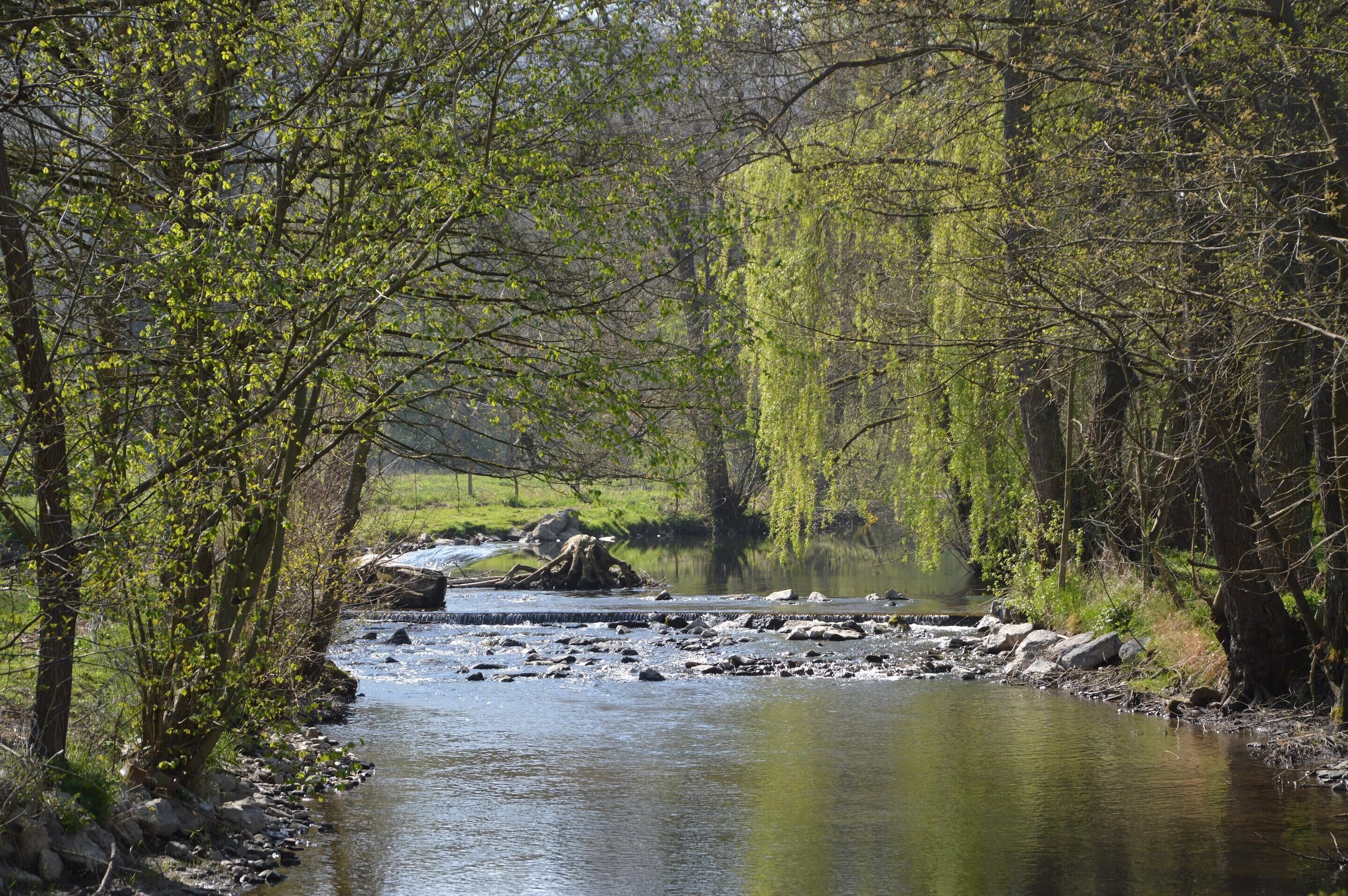 Une rivière bordée de rochers et d’arbres, une zone herbeuse et un saule pleureur.