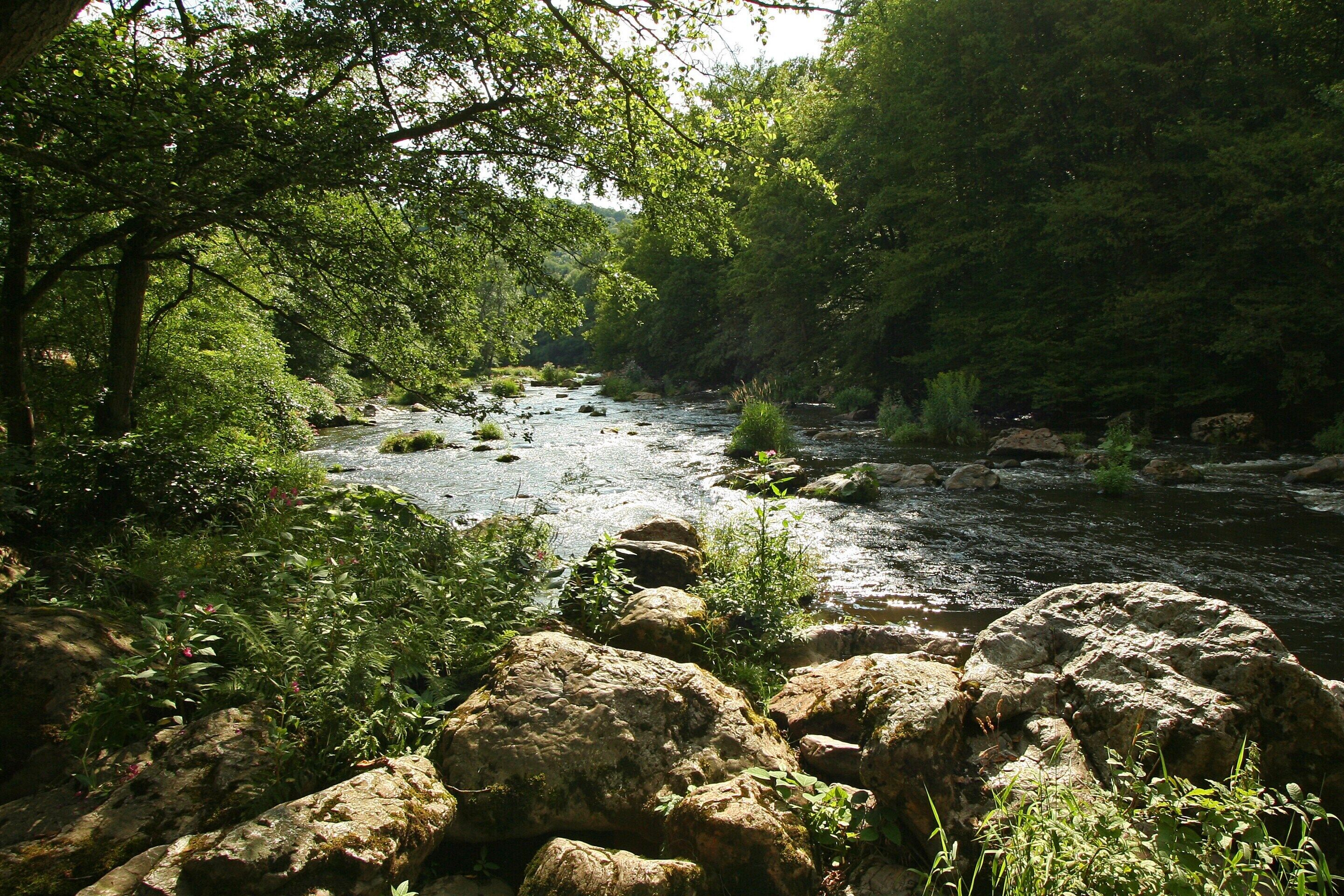 A river flowing through a forested area with large rocks in the foreground.