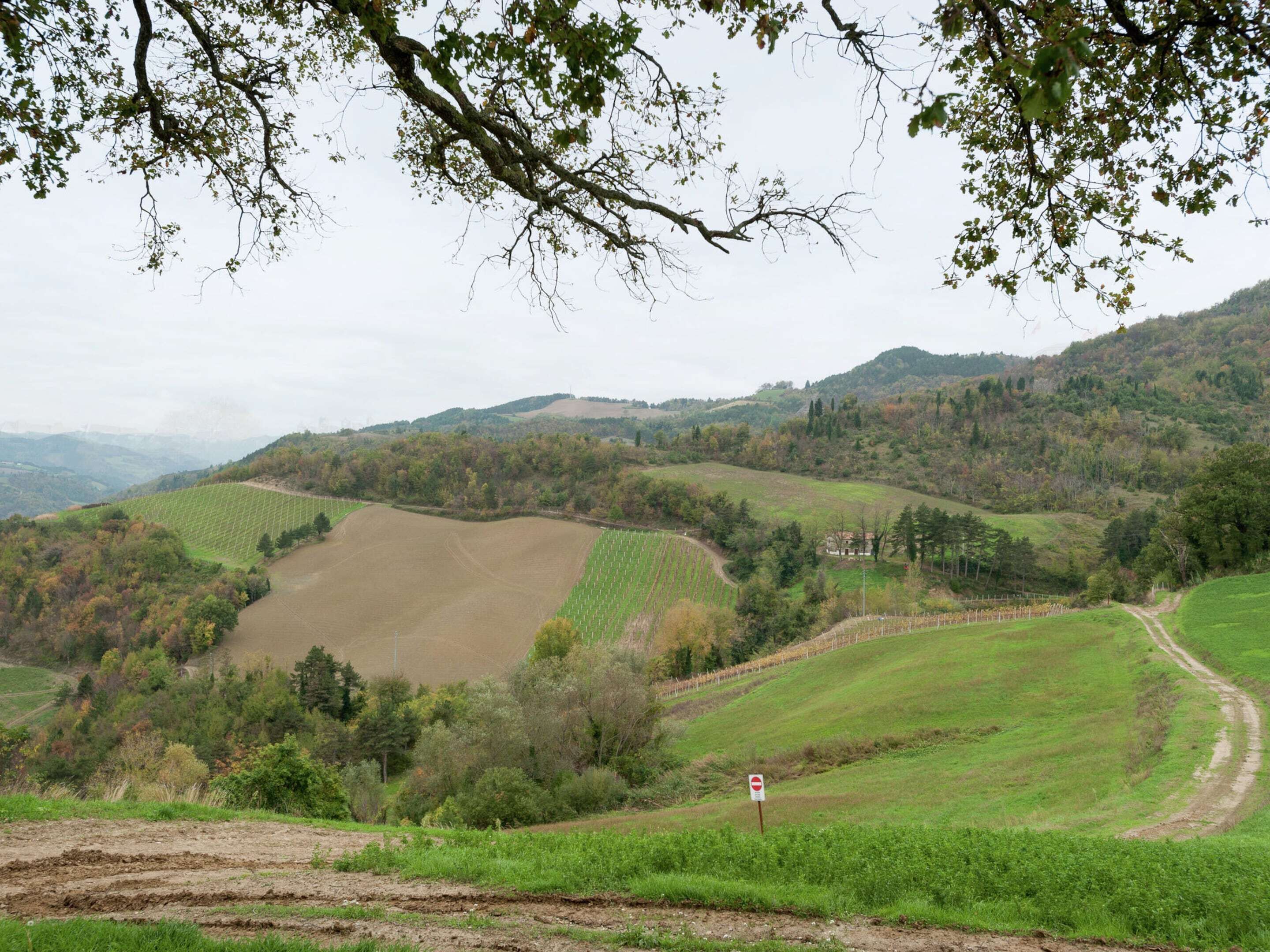 A rural landscape with rolling hills, fields, and a dirt path.