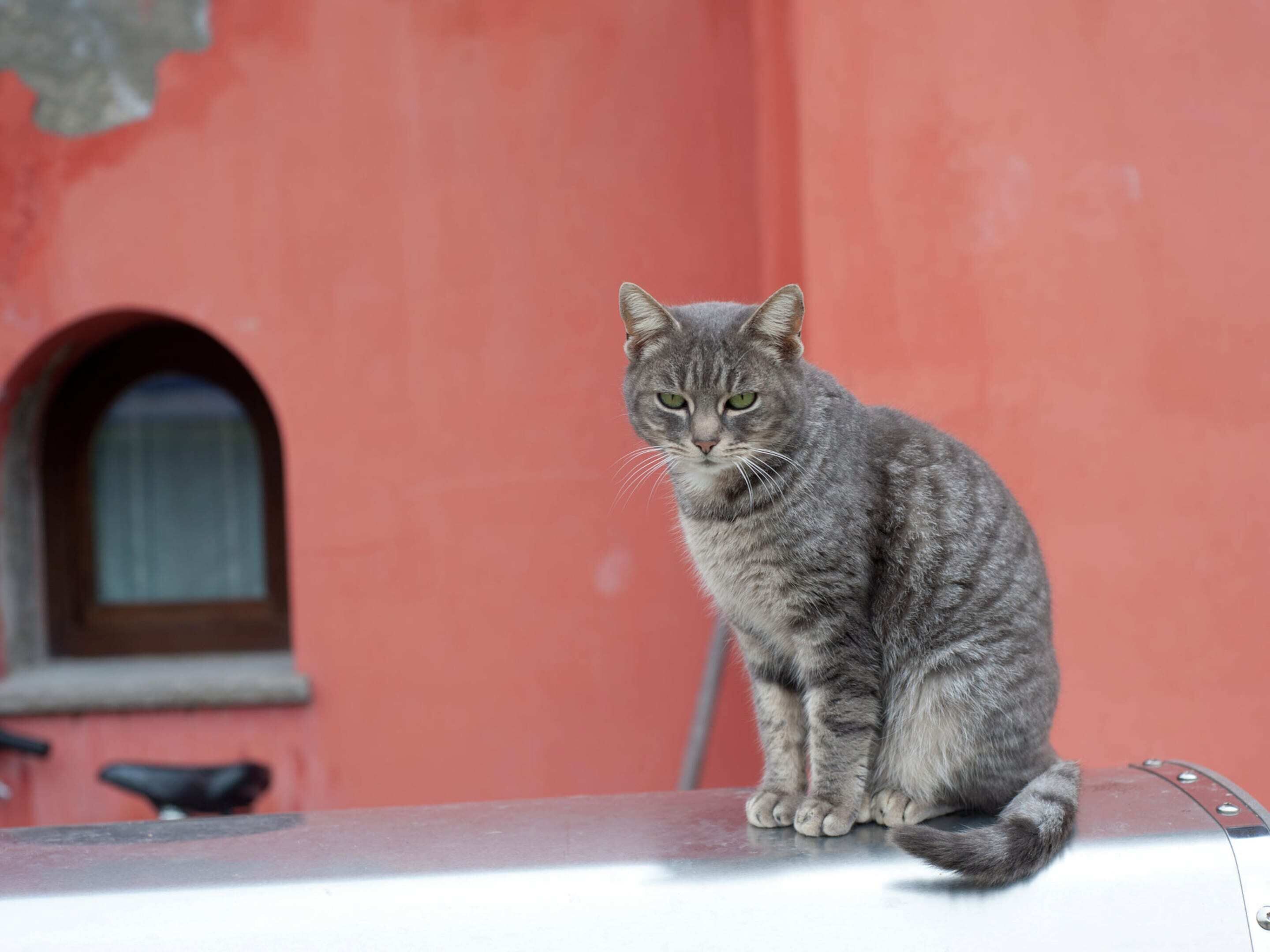 A cat sitting on a metal surface with a red building in the background.