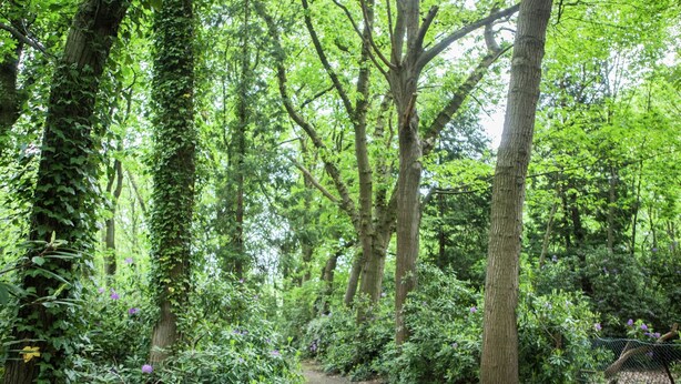 Une zone boisée avec un sentier de terre.