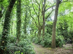 A forested area with a dirt path.