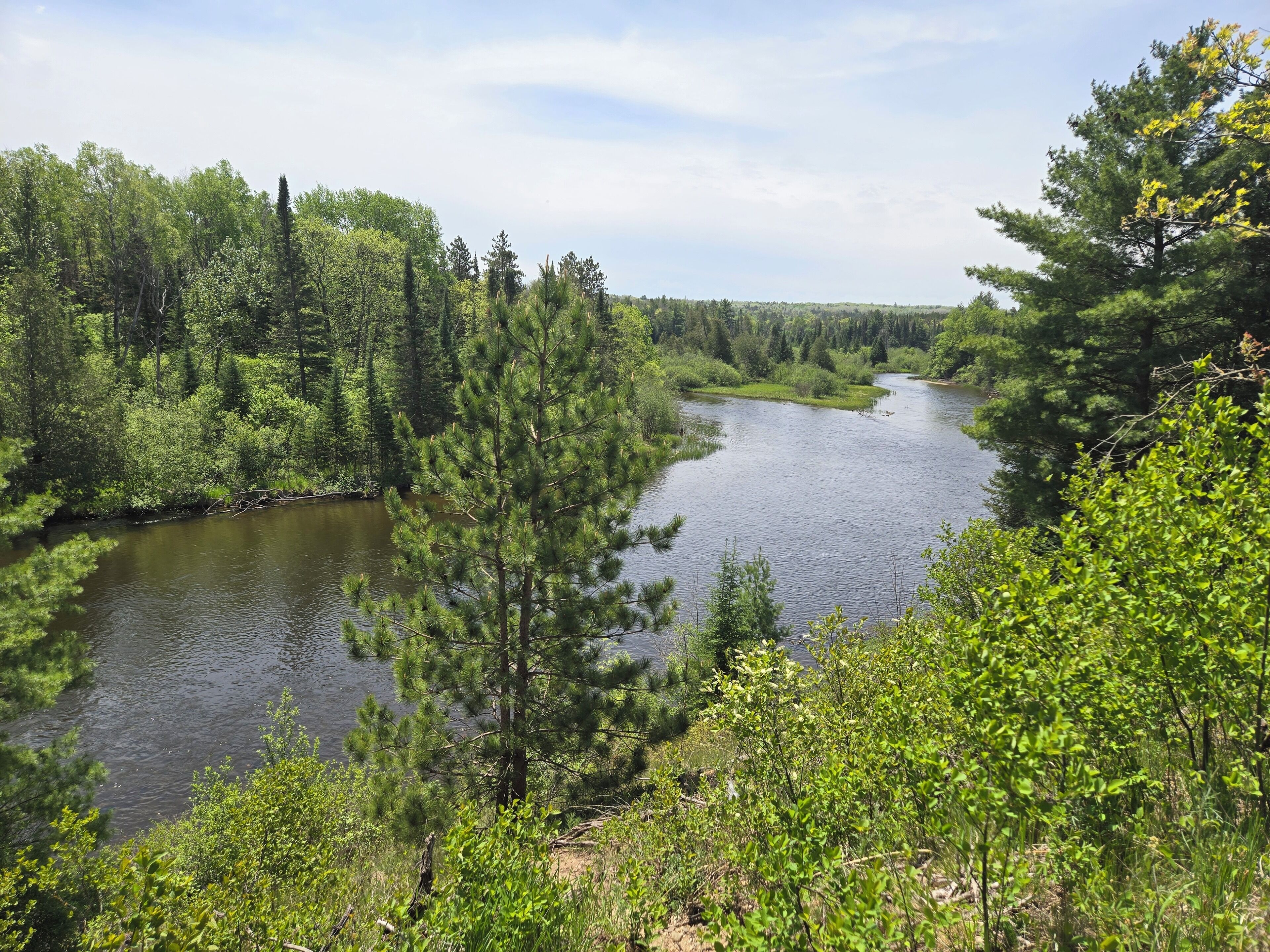 A river surrounded by dense forest and trees.