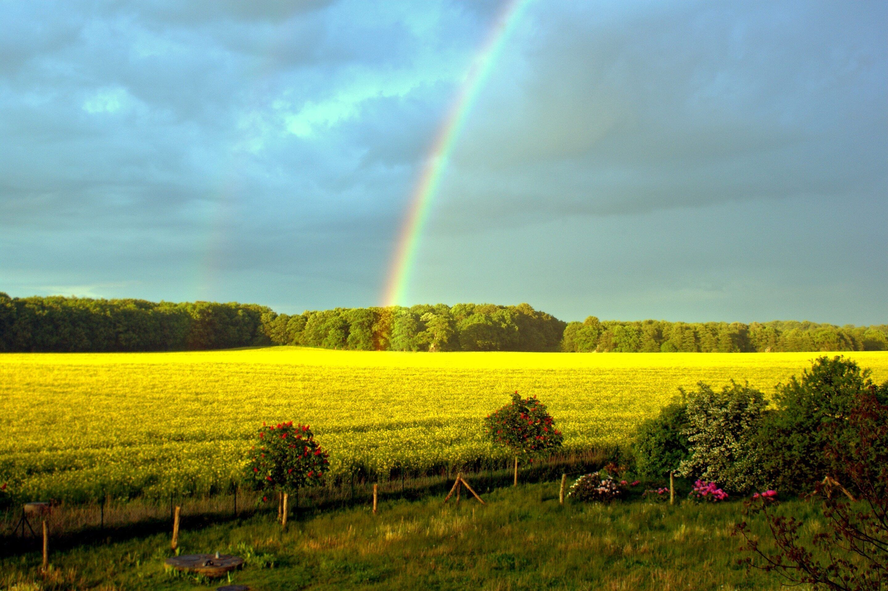 A field with a rainbow and trees in the background.