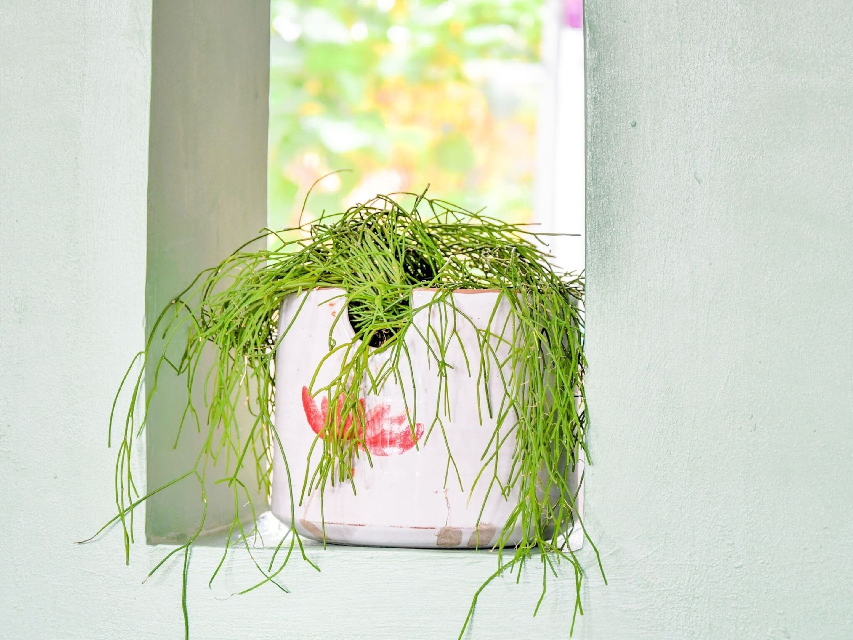 A potted plant with green grass and a red mark on a white pot, placed on a windowsill.