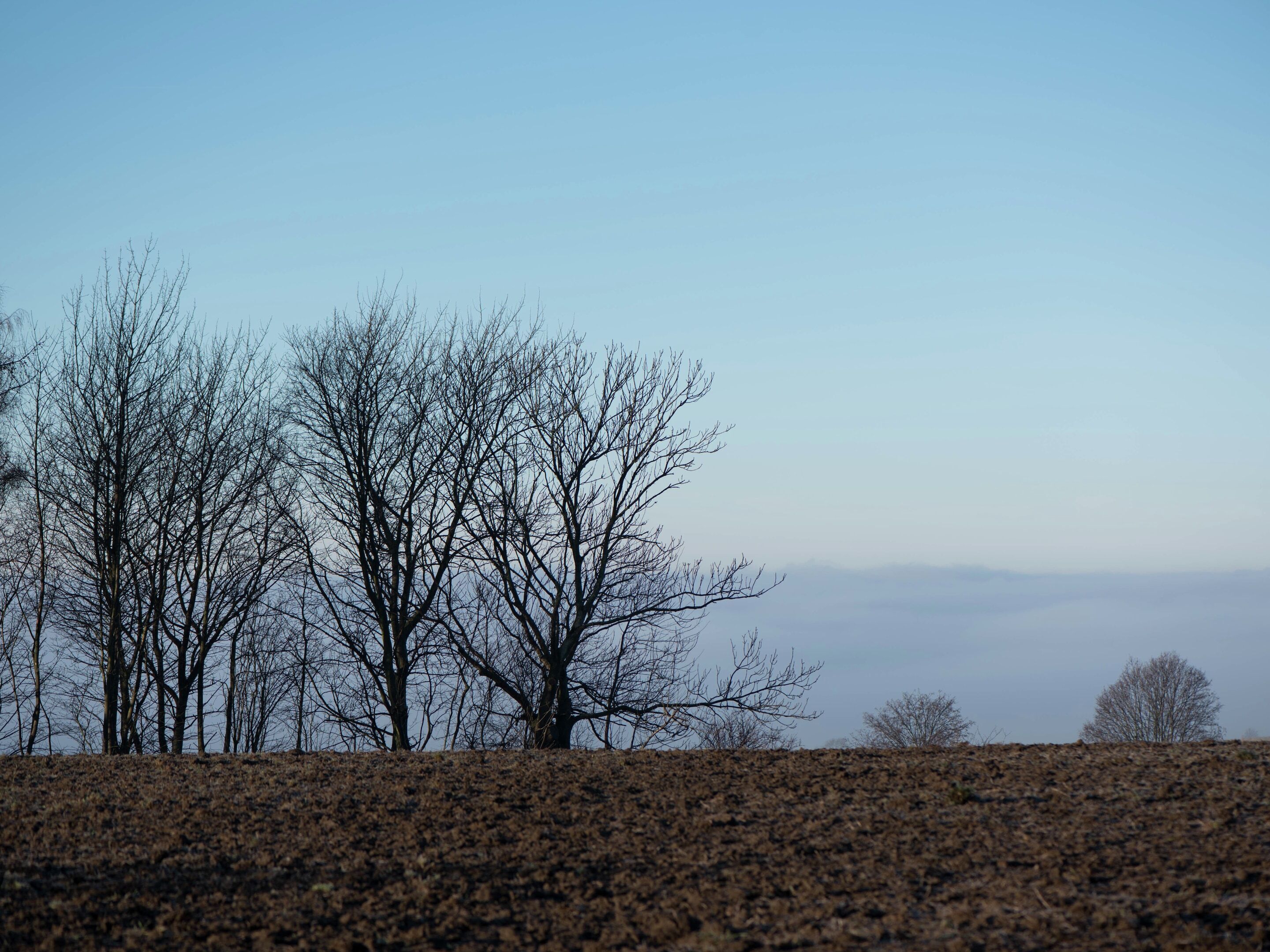 A barren landscape with leafless trees and a clear sky.