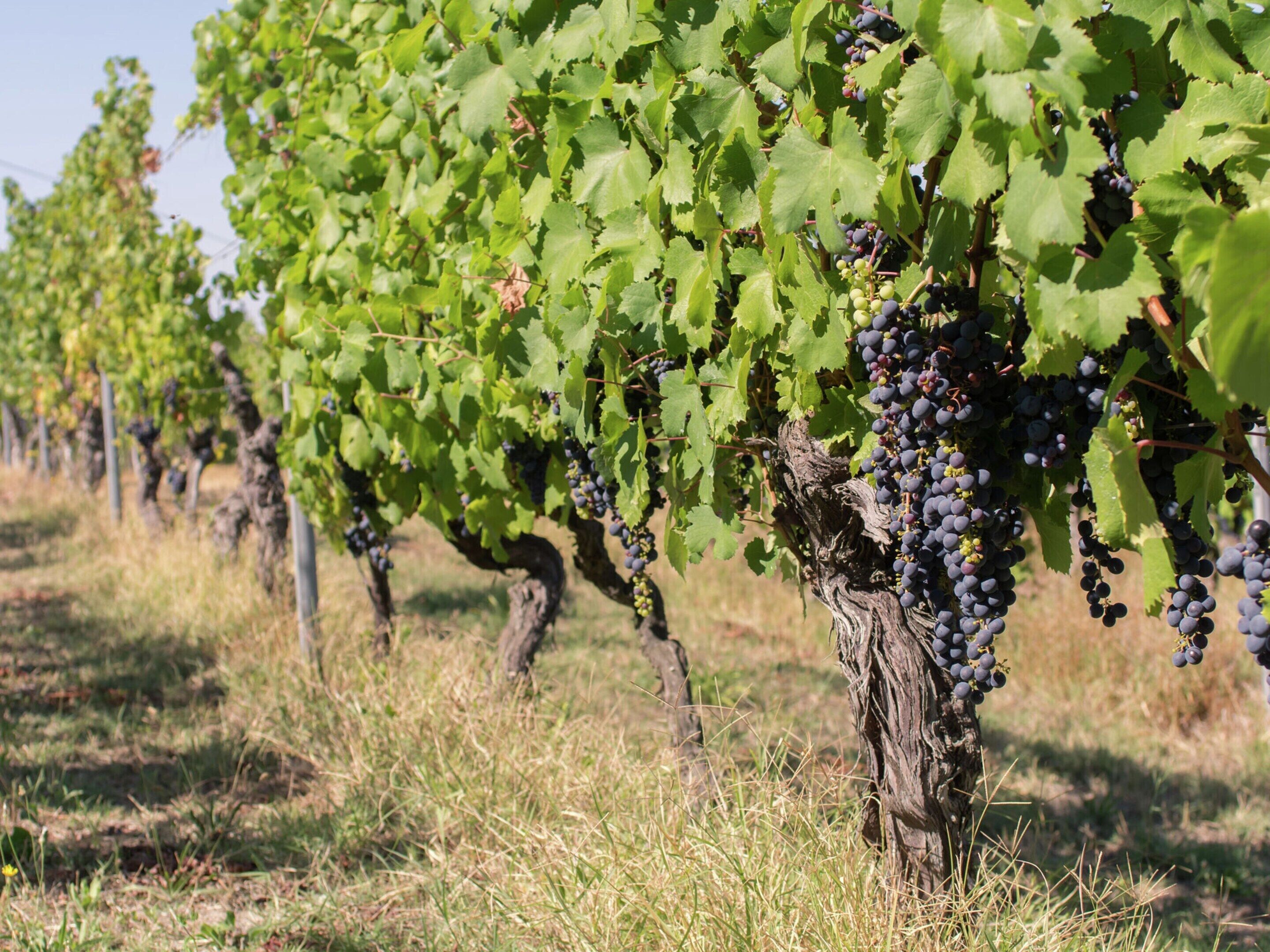 Rows of grapevines in a vineyard with visible trellis structures supporting the vines.