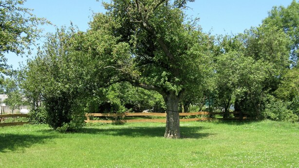 Een gazon met een grote boom en een houten hek op de achtergrond.