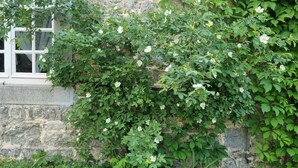 Mur de pedra amb plantes enfilades i flors blanques.