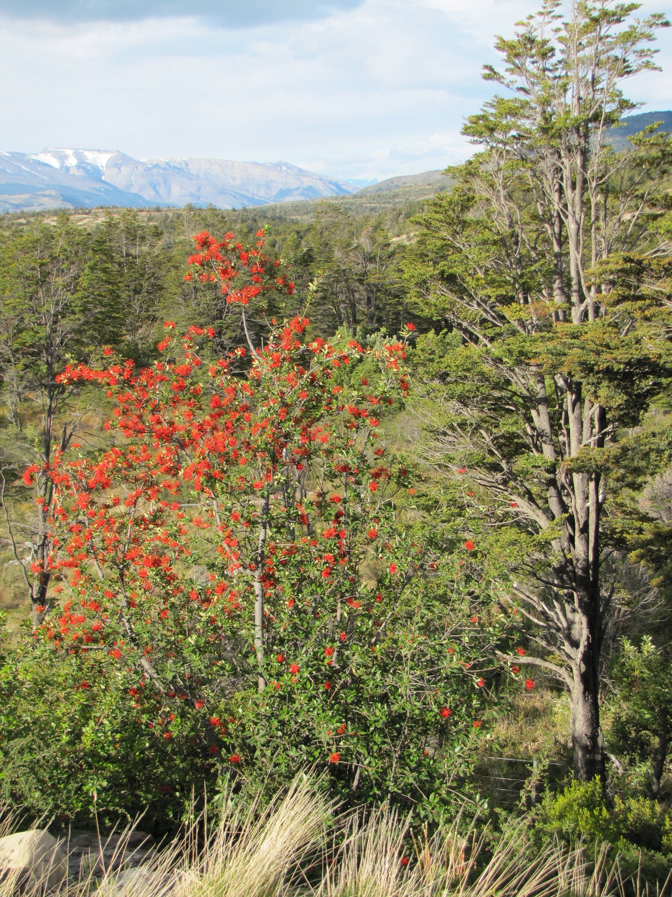 Un paisaje natural con un árbol de flores rojas destacado, un árbol alto de follaje escaso y montañas al fondo.