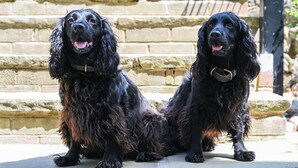 Two black dogs sitting on a stone staircase.
