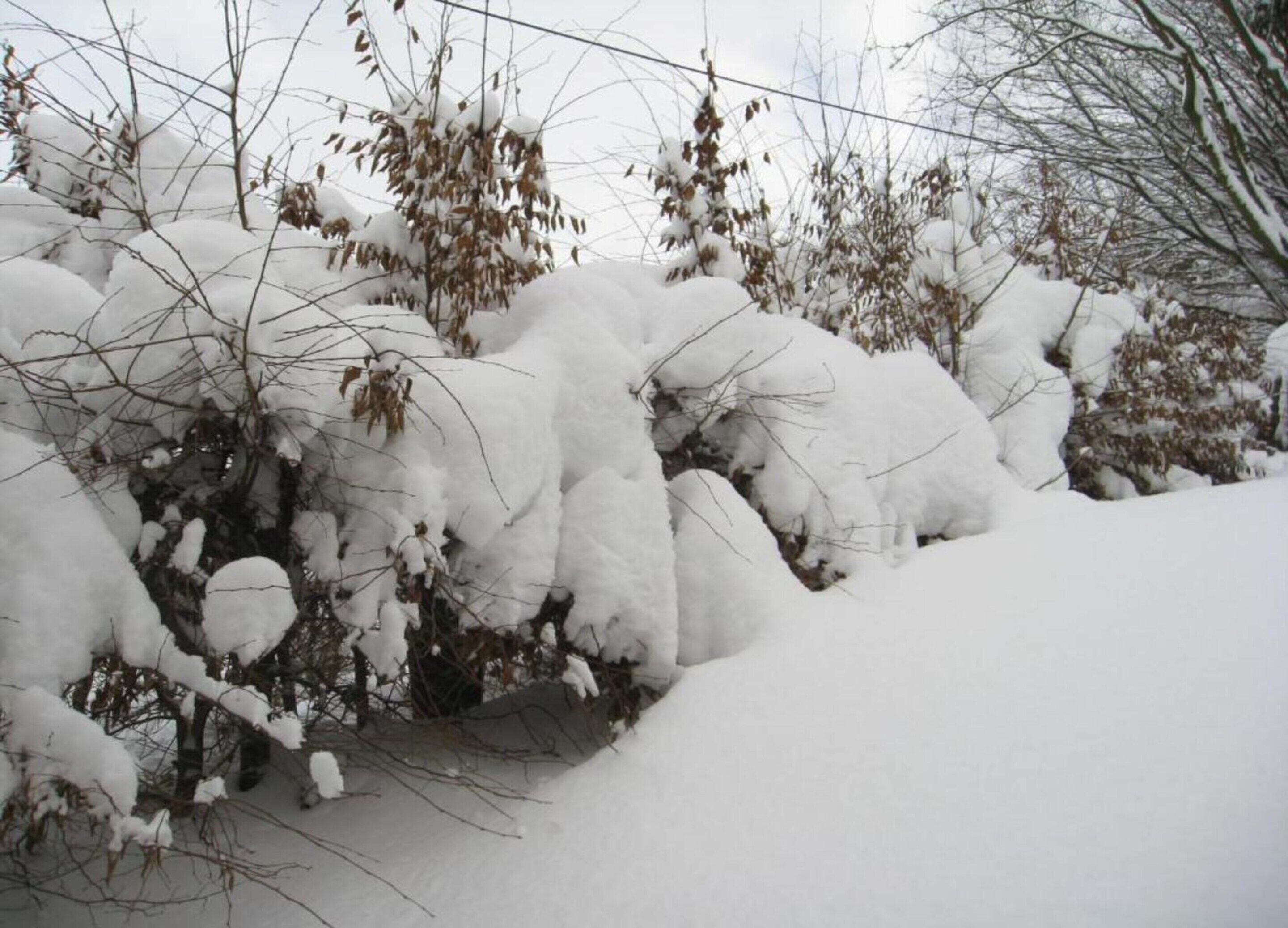 Schneebedeckte Landschaft mit dichter Vegetation und einem Stacheldrahtzaun.