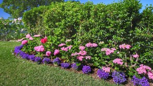 A garden with pink and purple flowers, green grass, and a tree in the background.