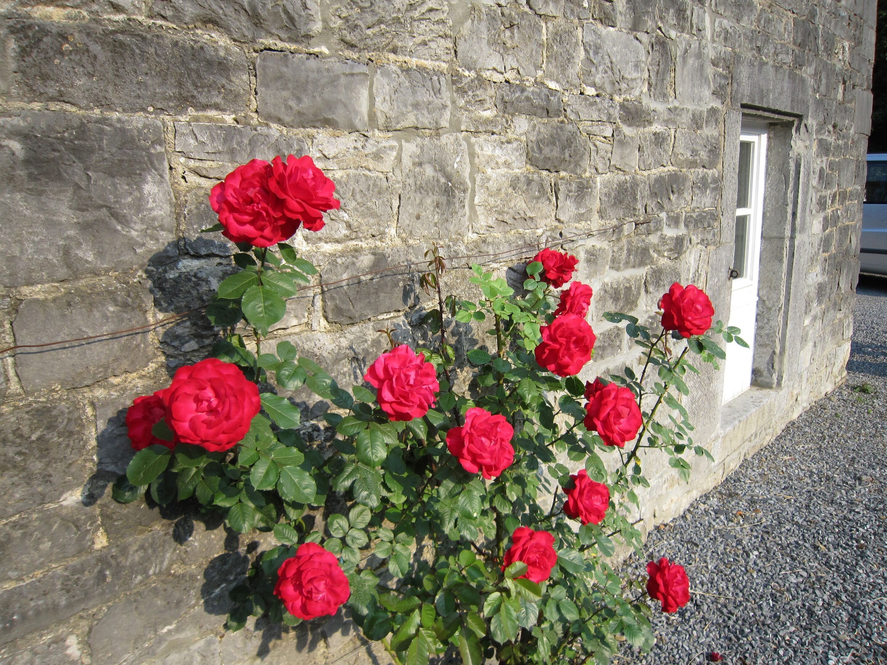 Un muro de piedra con un rosal.