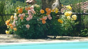 Una piscina circondata da un rigoglioso giardino di rose in piena fioritura.