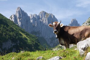 Stuga | Utsikt från boendet