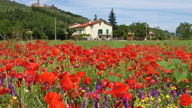 Ein Feld voller roter Mohnblumen vor einem weißen Gebäude mit rotem Dach, umgeben von Grünflächen und einem Hügel mit einem Turm im Hintergrund.