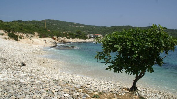 Una playa con piedras, mar azul cristalino y un árbol en primer plano.