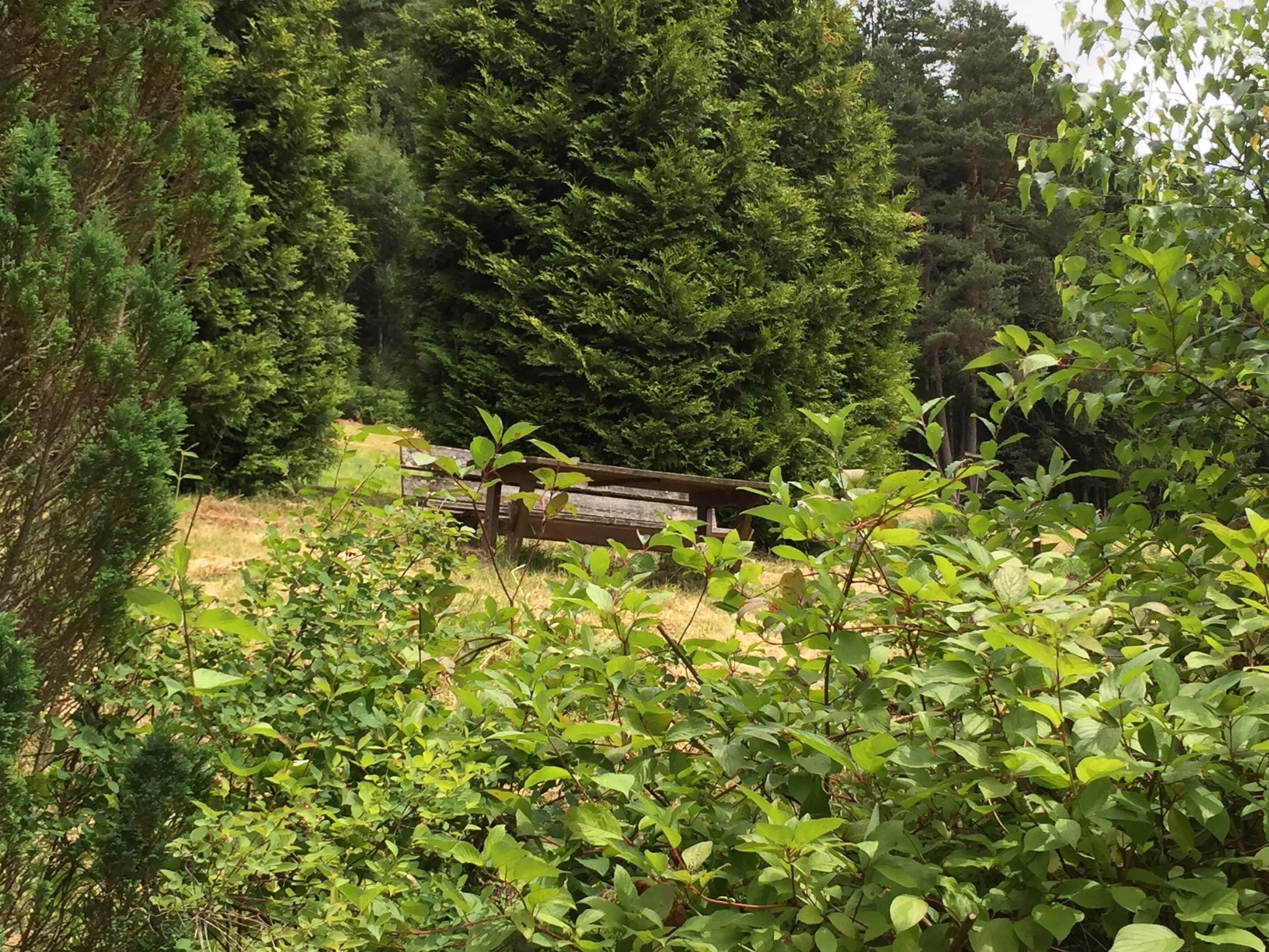 A forested area with a wooden bench and dense green foliage.