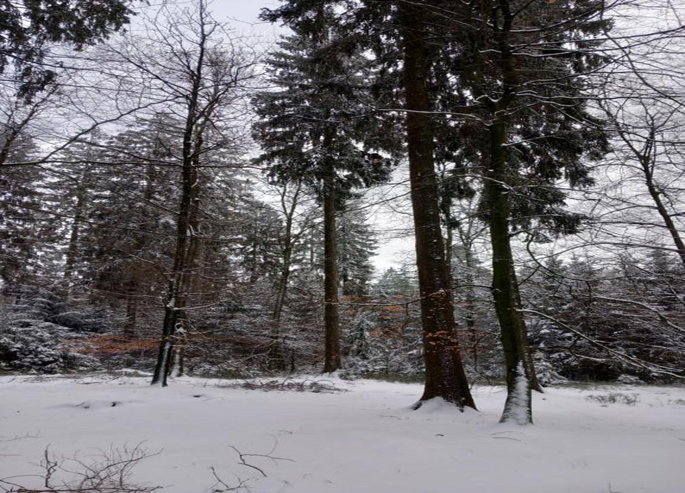 En snötäckt skog med höga träd och ett snöbelagt markområde.