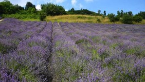 Un campo de lavanda con hileras de plantas de lavanda.