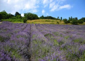 Rumah | Pemandangan dari properti