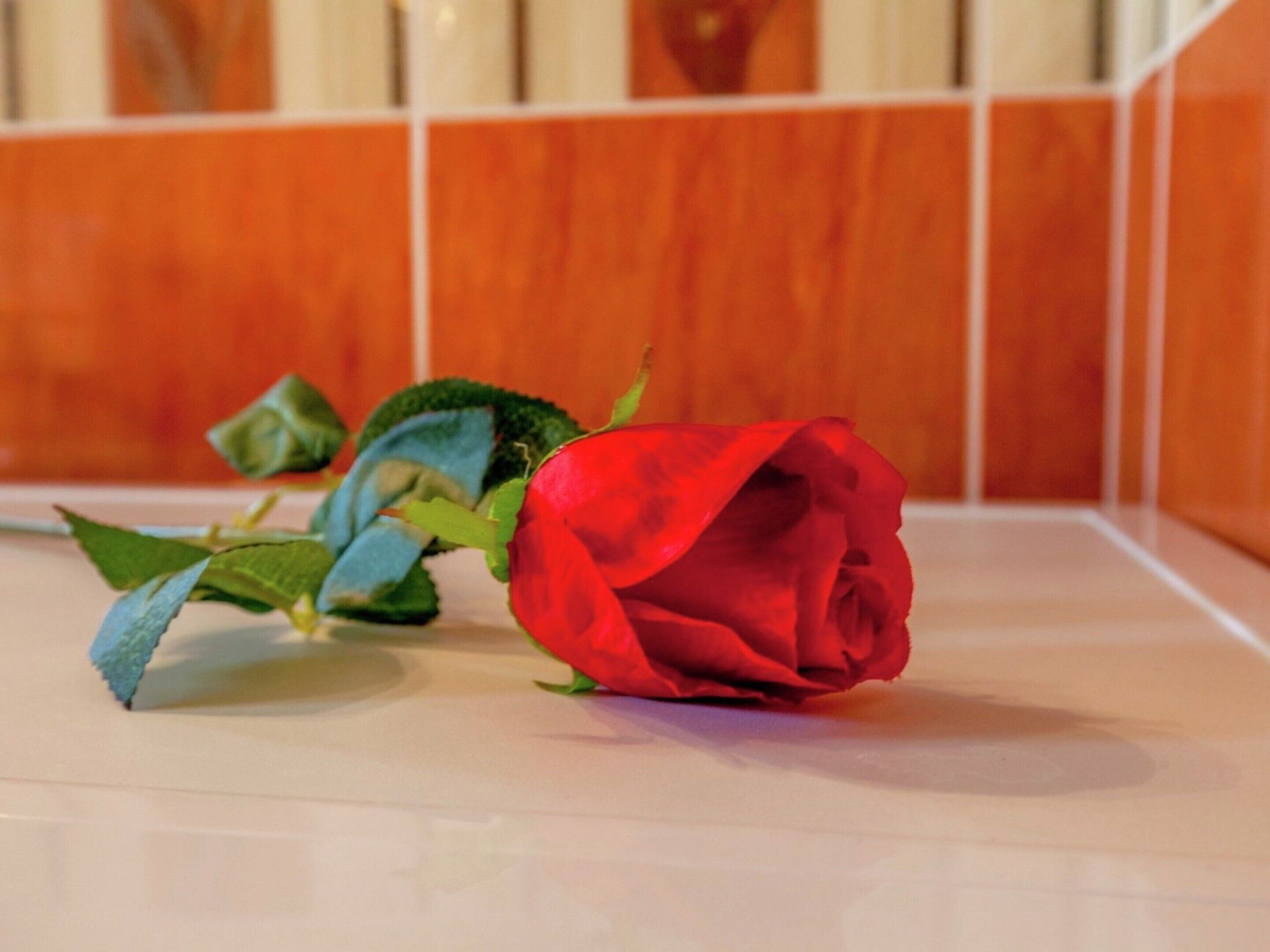 A red rose on a white surface with a tiled wall in the background.
