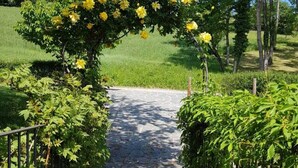 Een verhard pad dat door een tuin slingert, met gele bloemen en groene begroeiing.