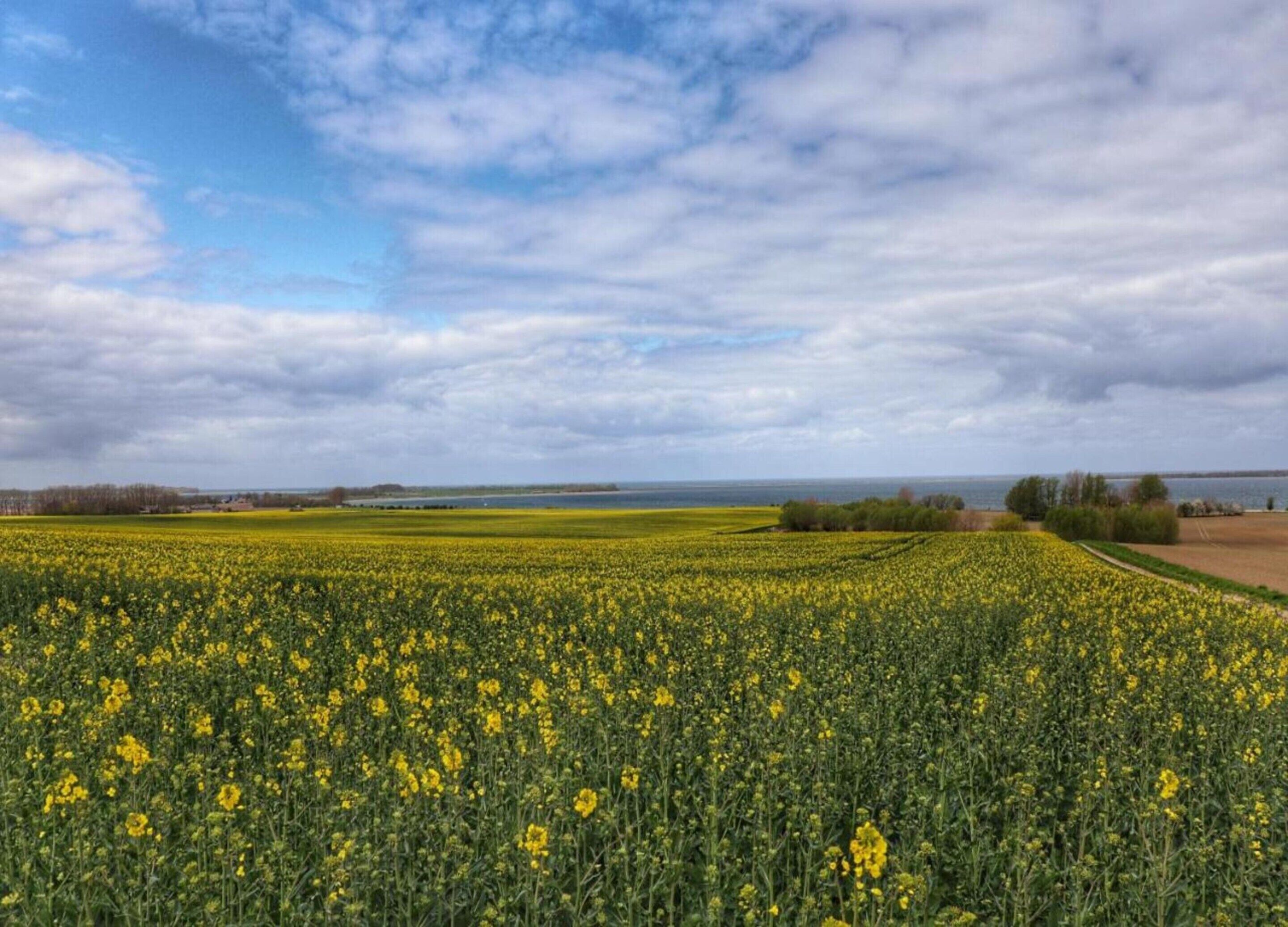 Un vaste champ de fleurs jaunes sous un ciel nuageux.